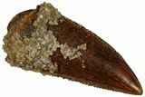 Serrated Raptor Premaxillary Tooth - Real Dinosaur Tooth #295971-1